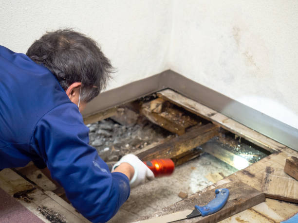 Mold Testing and Removal in Bruceville Eddy, TX