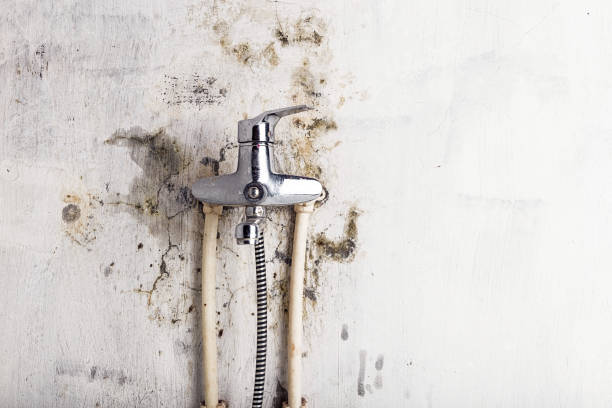 Best Home Mold Removal  in Bruceville Eddy, TX