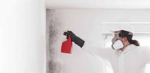 Best Mold Testing and Removal  in Bruceville Eddy, TX