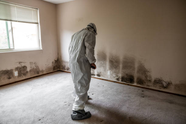 Trusted Bruceville Eddy, TX Mold Removal Experts