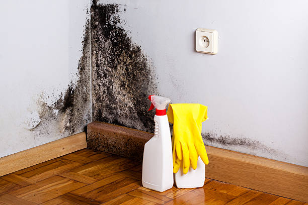 Best Certified Mold Removal  in Bruceville Eddy, TX