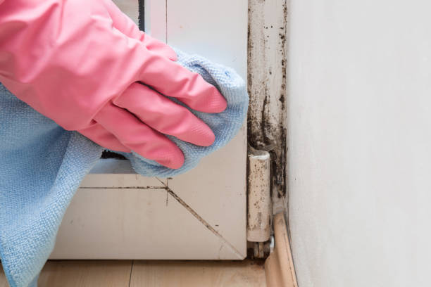 Best Mold Testing  in Bruceville Eddy, TX