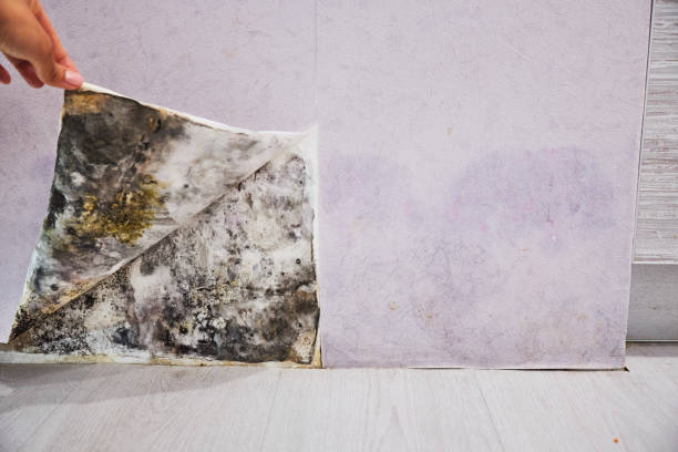 Best Mold Testing  in Bruceville Eddy, TX